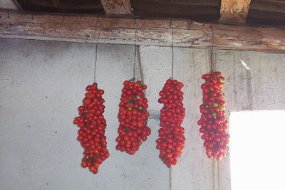 Garden tomato