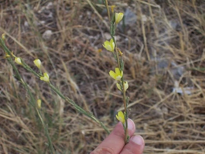 Lactuca viminea,
Lattuga alata,
Pliant Lettuce