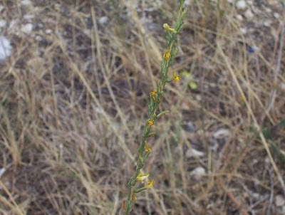 Lactuca viminea,
Lattuga alata,
Pliant Lettuce