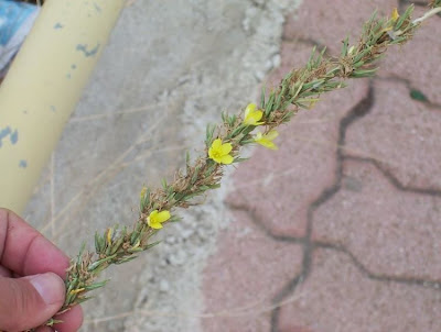 Lactuca viminea,
Lattuga alata,
Pliant Lettuce