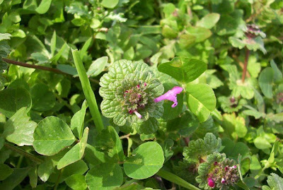 Common henbit Common henbit