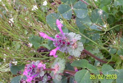 Common henbit Common henbit