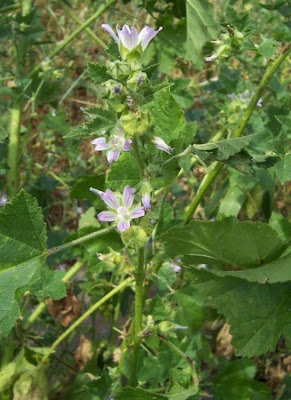 Cretan-hollyhock Cretan-hollyhock