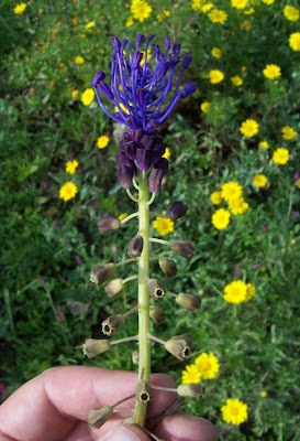 Lampagione