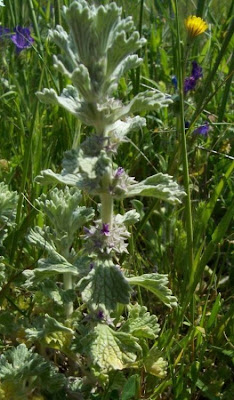 Marrubium alysson L.