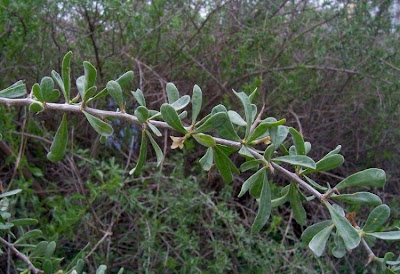 Boxthorn