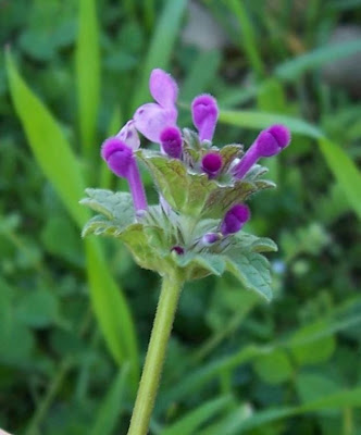 Lamium amplexicaule L.