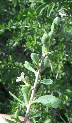Boxthorn