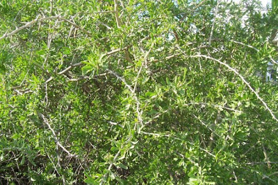 Boxthorn