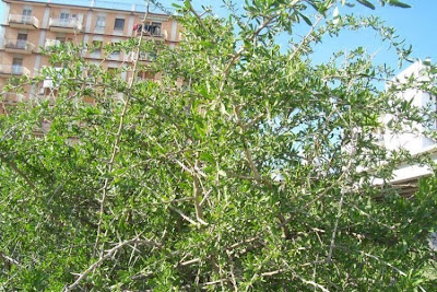 Boxthorn