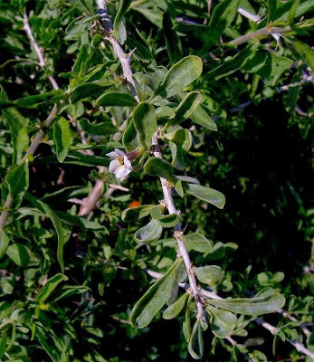 Boxthorn