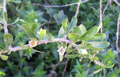 Boxthorn