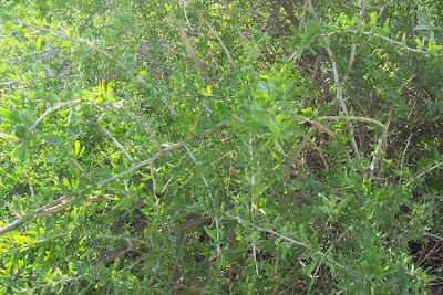 Boxthorn