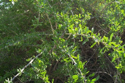 Boxthorn