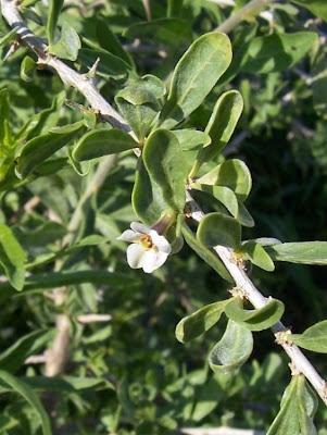 Boxthorn