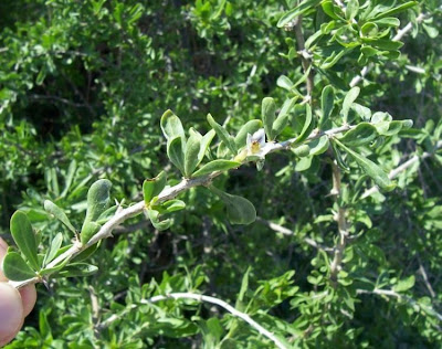 Boxthorn