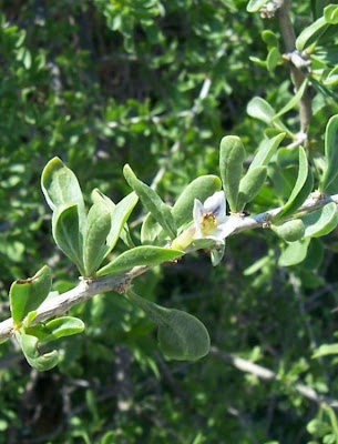 Boxthorn