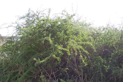 Boxthorn