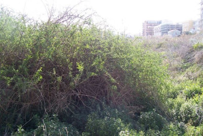 Boxthorn