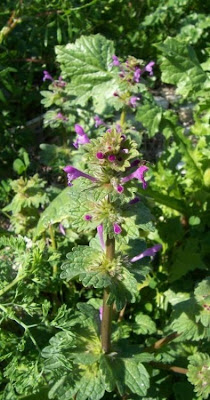 Lamium amplexicaule L.