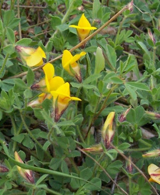 Edible Bird's Foot Trefoil Edible Bird's Foot Trefoil