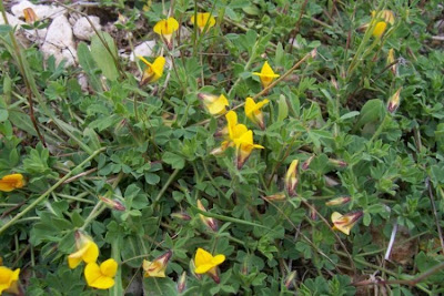 Edible Bird's Foot Trefoil Edible Bird's Foot Trefoil