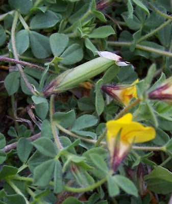 Edible Bird's Foot Trefoil Edible Bird's Foot Trefoil
