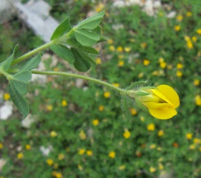Edible Bird's Foot Trefoil Edible Bird's Foot Trefoil