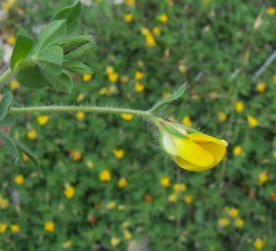 Edible Bird's Foot Trefoil Edible Bird's Foot Trefoil