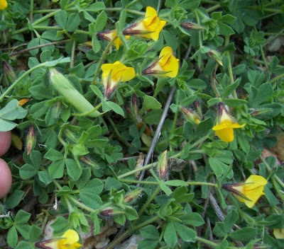 Edible Bird's Foot Trefoil Edible Bird's Foot Trefoil