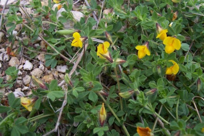 Edible Bird's Foot Trefoil Edible Bird's Foot Trefoil