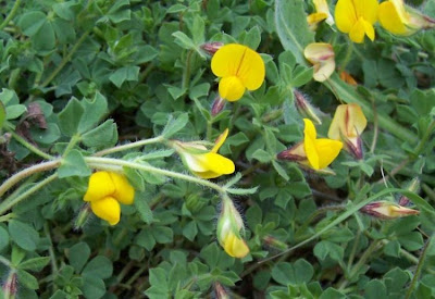 Edible Bird's Foot Trefoil Edible Bird's Foot Trefoil