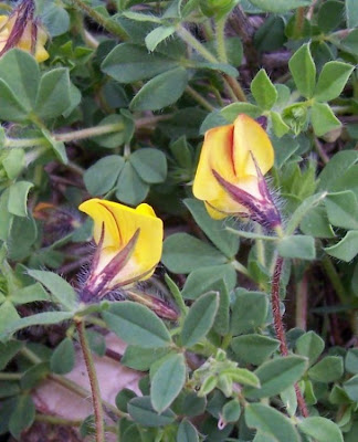 Edible Bird's Foot Trefoil Edible Bird's Foot Trefoil