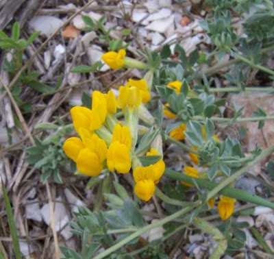 Creta trefoil Creta trefoil