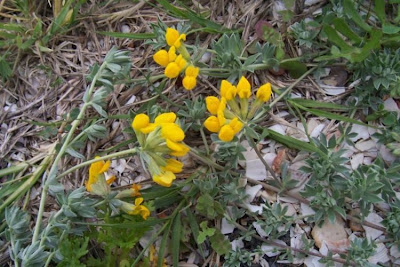Creta trefoil Creta trefoil