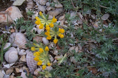 Creta trefoil Creta trefoil