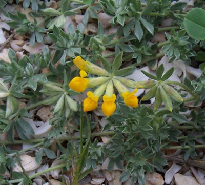 Creta trefoil Creta trefoil