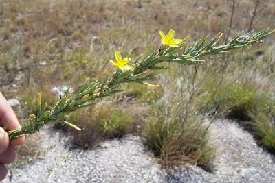Lactuca viminea,
Lattuga alata,
Pliant Lettuce
