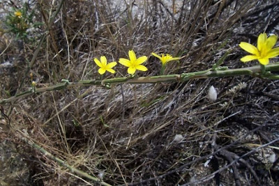 Lactuca viminea,
Lattuga alata,
Pliant Lettuce