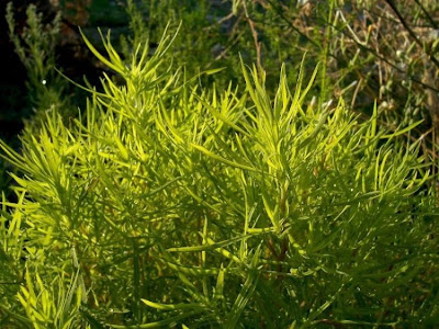 Kochia scoparia,
,
Besenkraut,
burningbush,
common kochia,
fireweed,
Granata comune,
hokigi,
kochia,
Kochia Broom,
Mexican burningbush,
Mexican firebrush,
Mexican fireweed,
Mexican-fireweed,
mirabel,
mirabela,
mock cypress