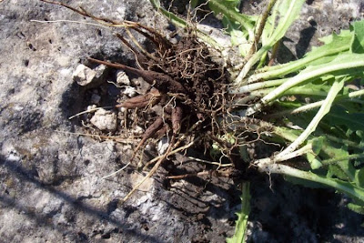 Dente di leone tuberoso