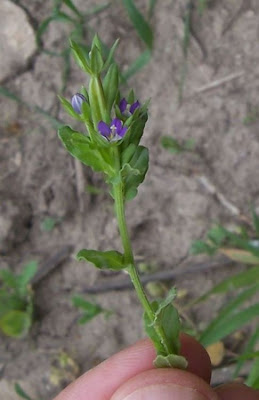 Legousia hybrida (L.) Delarbre