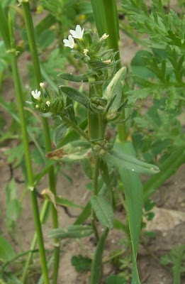 Field gromwell