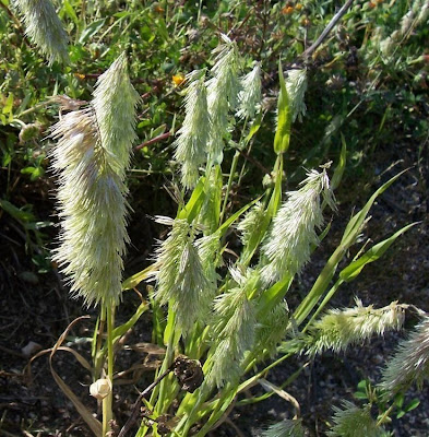 Lamarckia,
Golden Top,
goldentop grass,
lamarckia