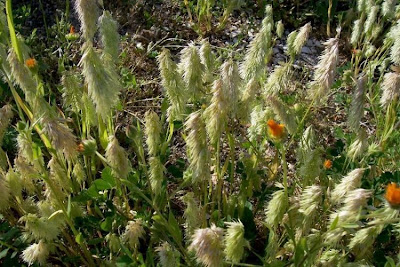 Lamarckia,
Golden Top,
goldentop grass,
lamarckia