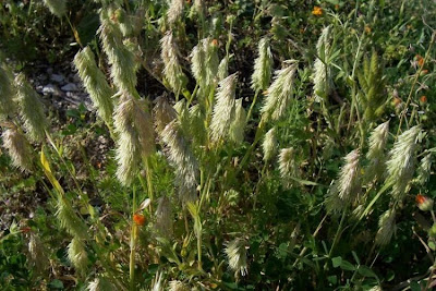 Lamarckia,
Golden Top,
goldentop grass,
lamarckia