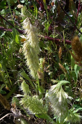 Lamarckia,
Golden Top,
goldentop grass,
lamarckia