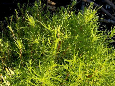 Kochia scoparia (L.) Schrader