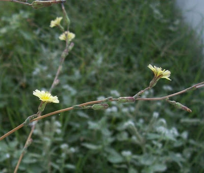 Lactuca serriola,
alface-brava-menor,
alface-de-espinho,
alface-silvestre,
China lettuce,
Erba Bussola,
escarola,
laitue sauvage,
laitue scarole,
Lattona,
Lattuga selvatica,
lechuga espinaca,
lechuga silvestre,
prickly lettuce
