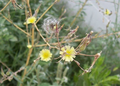Lactuca serriola,
alface-brava-menor,
alface-de-espinho,
alface-silvestre,
China lettuce,
Erba Bussola,
escarola,
laitue sauvage,
laitue scarole,
Lattona,
Lattuga selvatica,
lechuga espinaca,
lechuga silvestre,
prickly lettuce